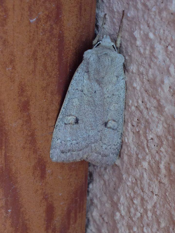 Noctuidae - Xestia (Xestia) castanea